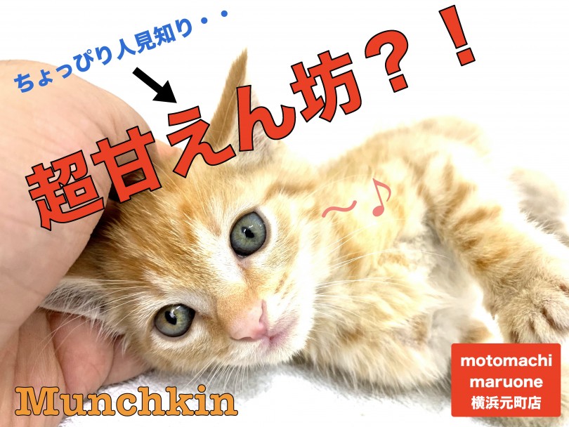 【 マンチカン 】少しずつ縮まるその距離感！毛色、性格、その変化を楽しもう！