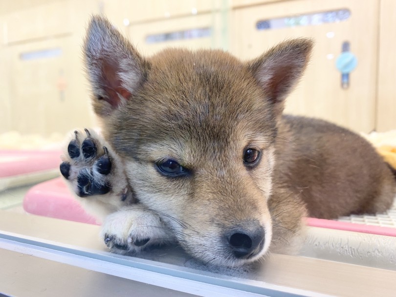 新しい環境にも全くビクつかない！超フレンドリーな性格♪ | 柴犬 （6130976） - 大倉山店
