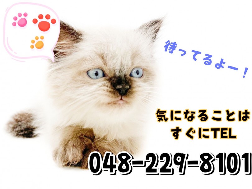 希少な猫ちゃんの為、なかなか出会えません | ヒマラヤン （150137） - 東川口店