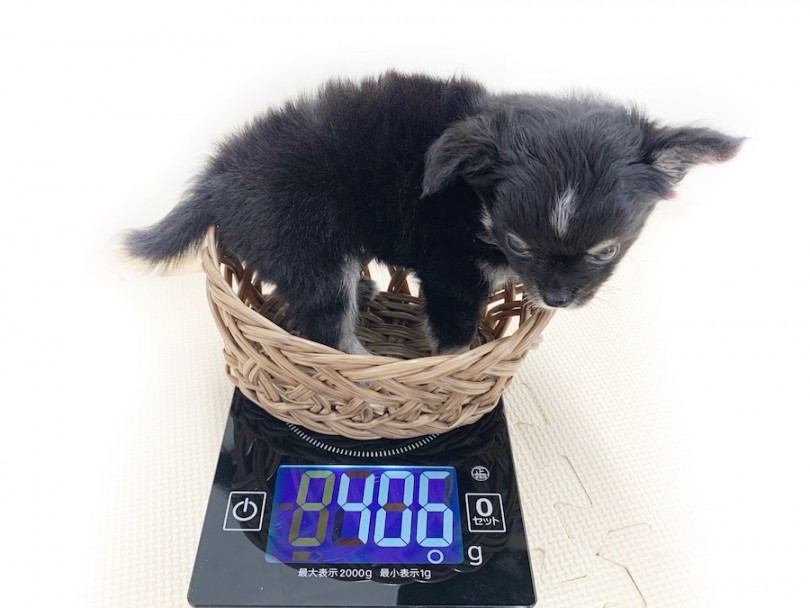 入店時の体重は406g | チワワ （814639） - 相模大塚店