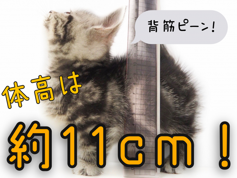 成猫時の体重は2kg～5㎏を予想 | マンチカン （150133） - 東川口店