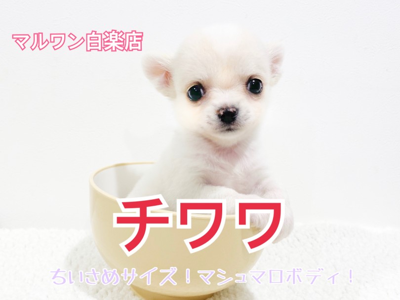 【 チワワ 】手乗りの小さめサイズ！魅力と安心の飼育ポイントを細かくご紹介！