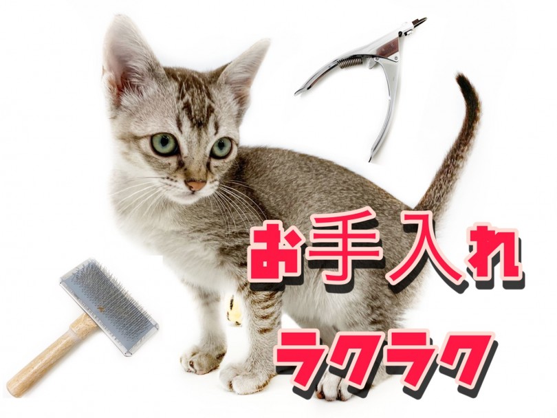 短毛だからお手入れも楽々 | シンガプーラ （150134） - 東川口店