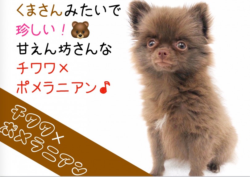 【 MIX 】くまさんみたいで珍しい！甘えん坊さんなチワワ×ポメラニアン！
