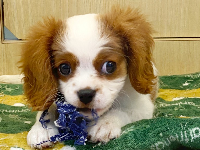温和で遊び好きなキャバちゃんは小さい子どもや他のペットとも仲良くしてくれます | キャバリア・キングチャールズ・スパニエル （412929） - さいたま 武蔵浦和店
