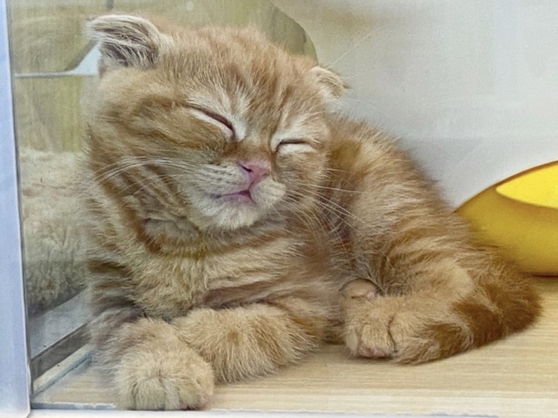 猫ちゃんがいる生活を楽しもう♪ | スコティッシュフォールド （6130977） - 大倉山店