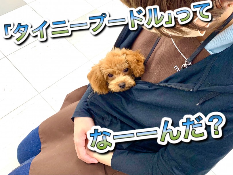 タイニープードル | トイ・プードル （150111） - 東川口店