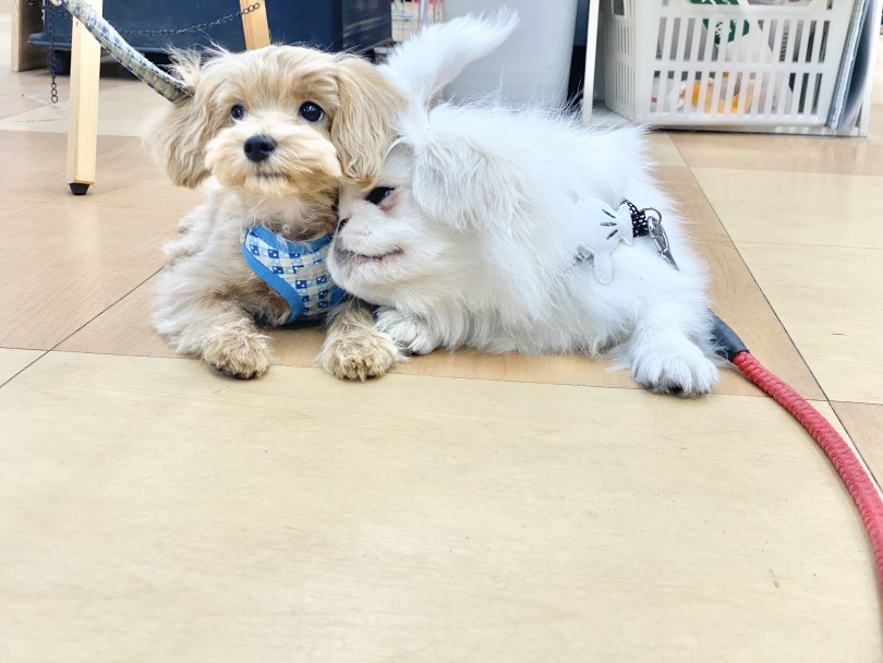 多頭飼いをお考えの方、癒し・幸せが倍になるのをご存知ですか？ | ペキニーズ （116476） - 下丸子店