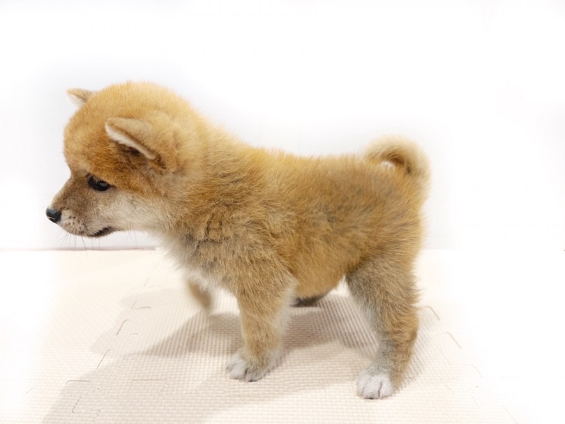 横から見ると見事なまでの2頭身 | 柴犬 （11798） - 横浜 白楽店