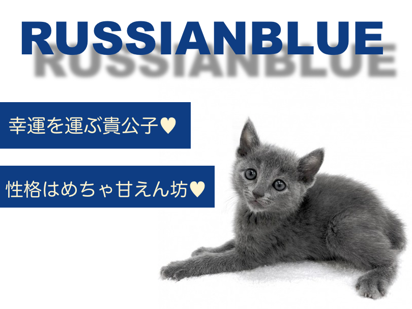【 ロシアンブルー 】幸運を運ぶブルーカラーの貴公子！性格はめちゃ甘えん坊！