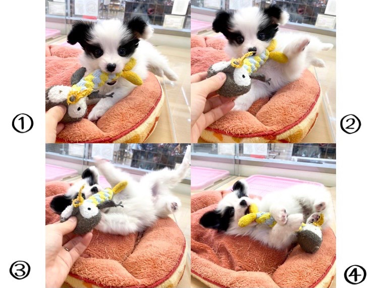 小型犬ですが一緒にドッグスポーツを楽しむ事も出来る犬種 | パピヨン （118510） - 城山店