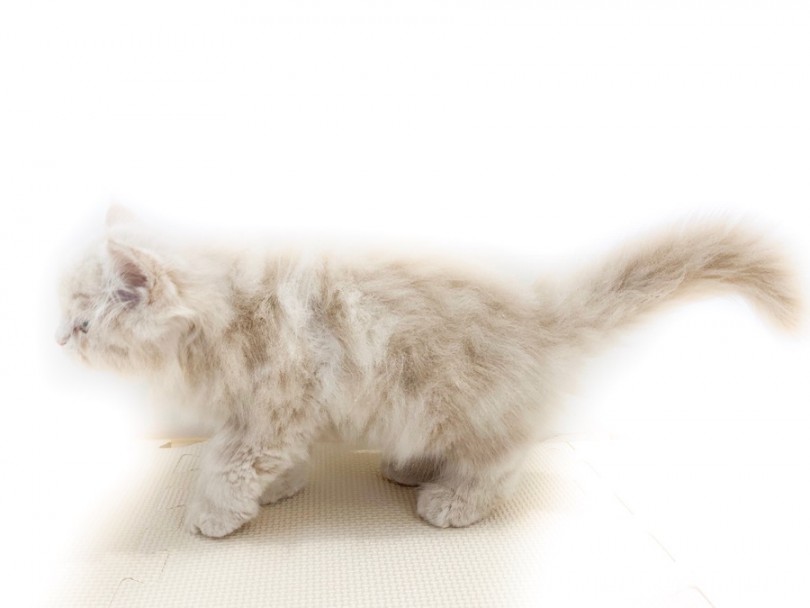 好奇心旺盛で飼い主に従順でやさしい性格 | サイベリアン （814641） - 相模大塚店
