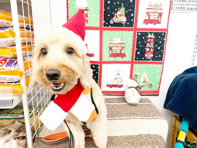 マルワン卒業生のムックちゃん | 愛犬の無料健康相談会＋体脂肪測定 - 東日暮里店