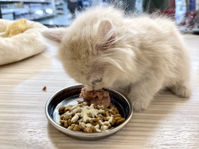 現在ご飯は1日に3回、朝昼晩と人間と同じように食事をしています。 | ラガマフィン （814649）- 相模大塚店