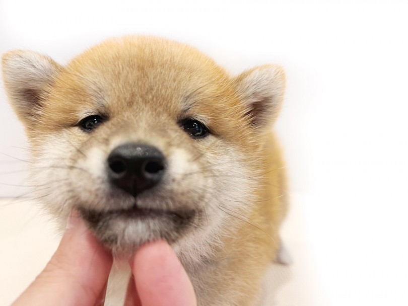 顎を撫でてあげると気持ちよさそうに目を細めウットリとしてくれる柴犬くん | 柴犬 （11798） - 横浜 白楽店