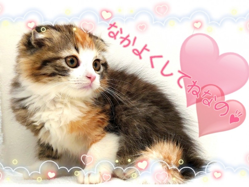 一緒にスコちゃんと過ごす日々は予想以上に笑顔が溢れちゃいますよ | スコティッシュフォールド (130263) - 高井戸店