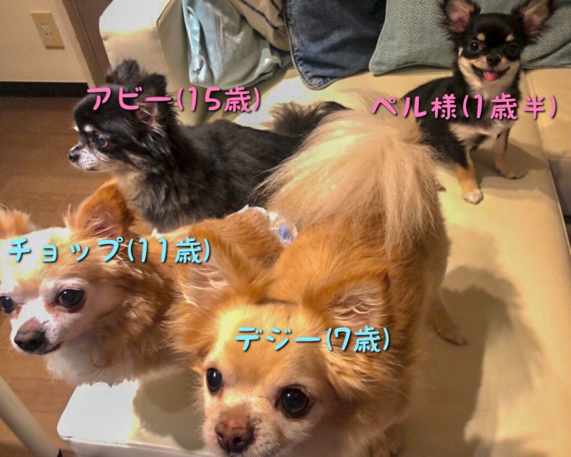 店舗スタッフ:小向舞華 実家にもロングコートチワワが3頭 | スタッフ紹介 - 相模大塚店