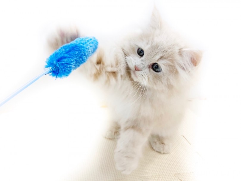 やさしい表情したまま全力の猫パンチ | サイベリアン （814641） - 相模大塚店