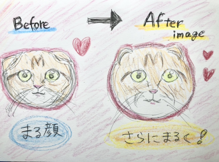 真ん丸なお顔にクリクリとした大きな目 | スコティッシュフォールド （150140） - 東川口店