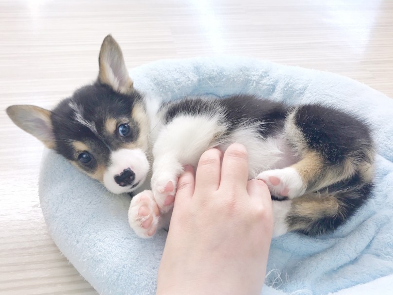この子の明るく穏やかな性格は癒し効果抜群！ | ウェルシュコーギーペンブローク （914611） - 志村坂下店