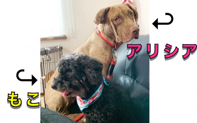 店長:菊池望夢 愛犬 | スタッフ紹介 - 相模大塚店