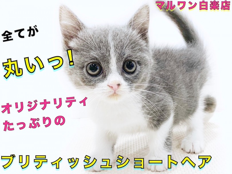 【 ブリティッシュショートヘア 】抜け毛が少ない？手入れ方法と懐っこい性格を紹介