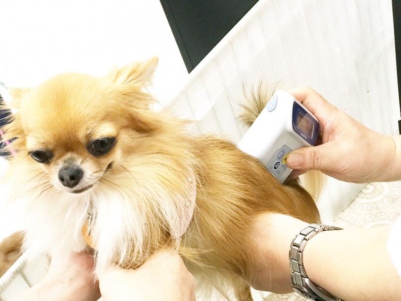 健康相談会も体脂肪測定ももちろん無料で！ | 愛犬の無料健康相談会＋体脂肪測定 - 東日暮里店