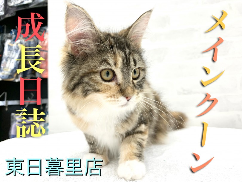 【 メインクーン 】成長日誌！ジェントルな性格は淑女へと変身中！