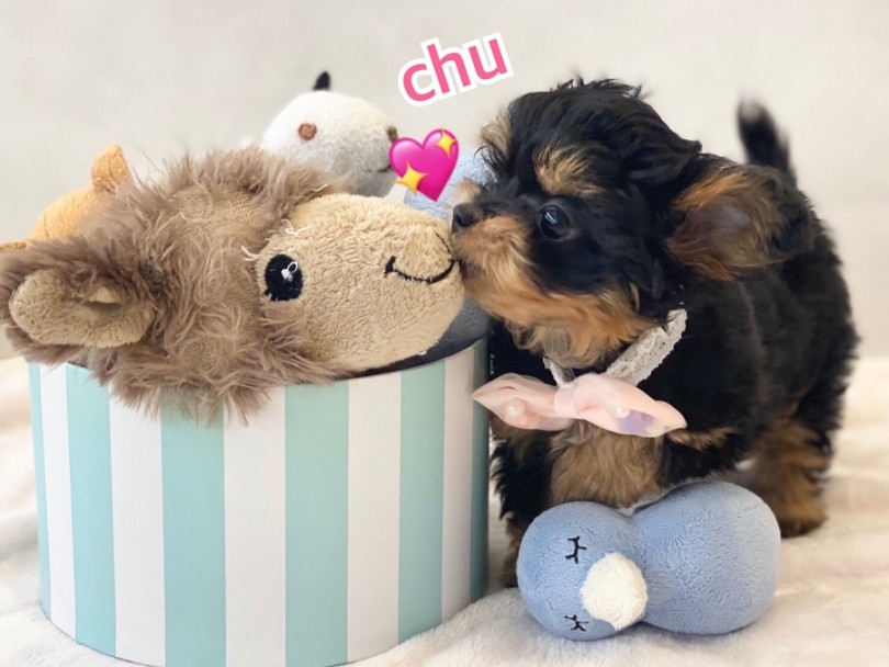 わんちゃんとの暮らしは時に勇気を与えてくれます！ | MIX犬 プーチー （311979） - 港北ニュータウン店