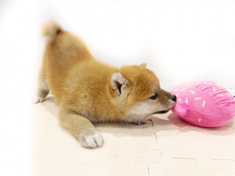 得意のシャチホコポーズ！遊ぶのが大好き！ | 柴犬 （11798） - 横浜 白楽店