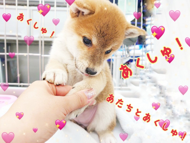 手のスキンシップも大丈夫！いざという時の手洗い＆足拭きも任せて！ | 柴犬 （130269） - 高井戸店