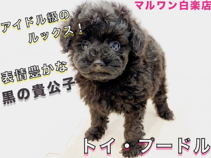 【 トイ・プードル 】小さめタイニーサイズのブラック！抜群の飼いやすさの秘訣とは