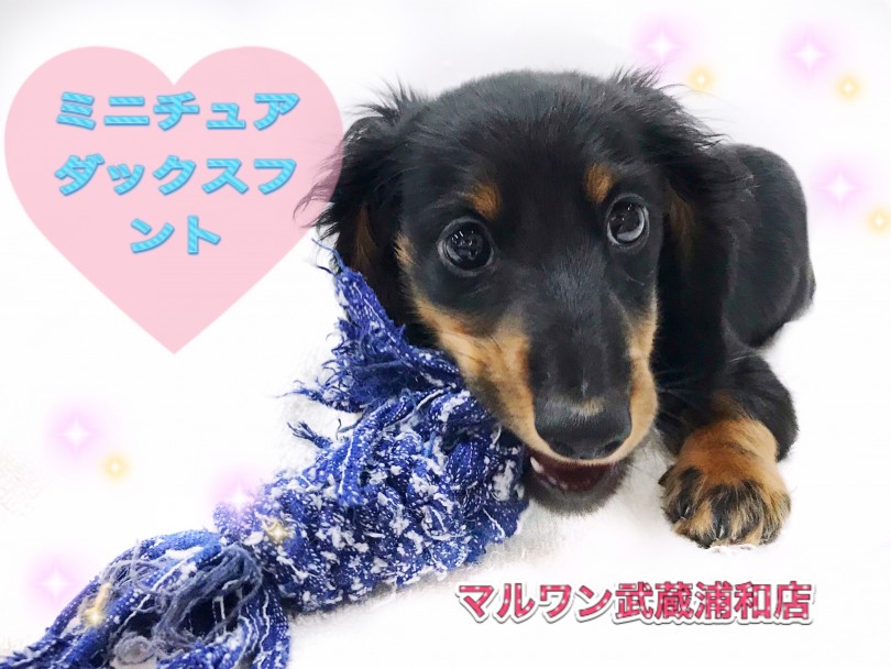 【 ミニチュア・ダックスフント 】あそびの天才！癒し系ダックスくん！