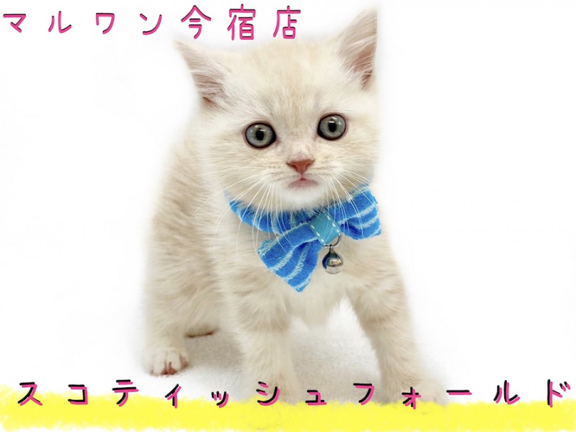 【 スコティッシュフォールド 】クリームの美猫！初心者向けに専門スタッフが解説！