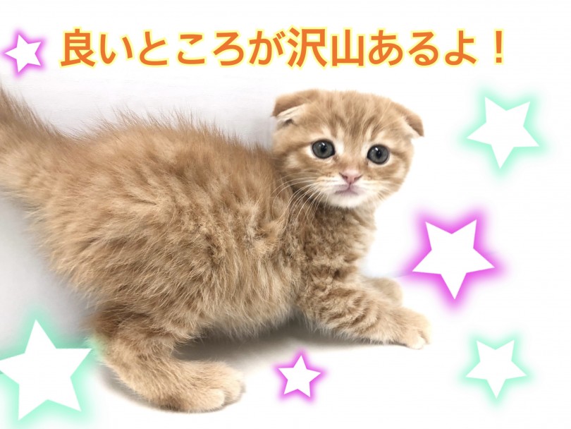 鳴き声が小さい猫ちゃん | スコティッシュフォールド （150140） - 東川口店