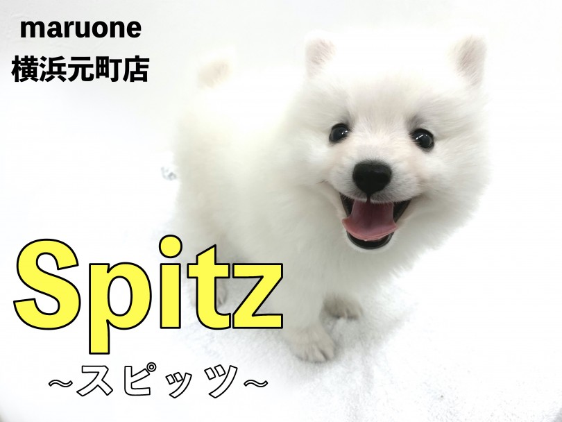 【 スピッツ 】極上のスピッツスマイル！明るく優しい性格が魅力！