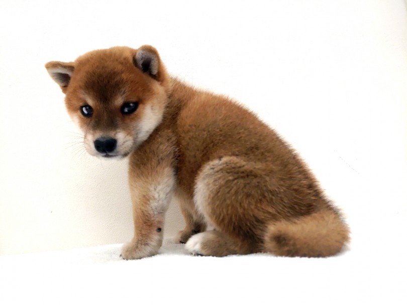 トレーニングは小さい頃からコツコツが大事！柴ちゃんもちびっこながら日々成長しています！ | 柴犬 （130269） - 高井戸店