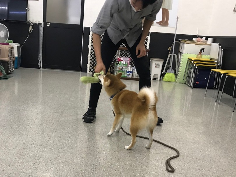 この時期は何を考え行動しているの？？ | 子犬のトレーニング - 鎌ヶ谷店