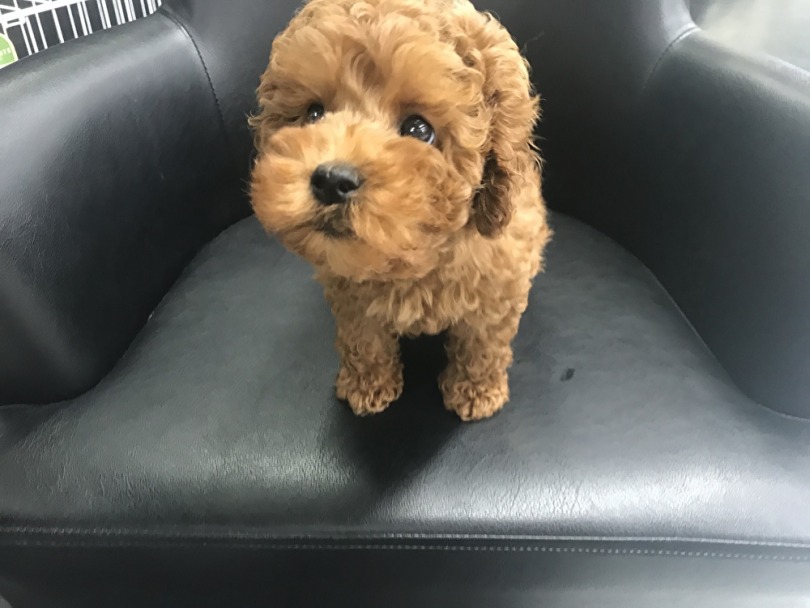 初めてワンちゃんを飼う方もご安心ください！スタッフが全力でサポートいたしますよ。 | トイ・プードル （119251） - 梅島店