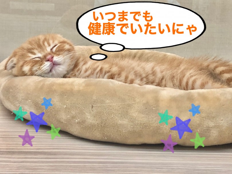 折れ耳スコティッシュくんのお耳のお手入れ方法を公開！ | スコティッシュフォールド （150140） - 東川口店