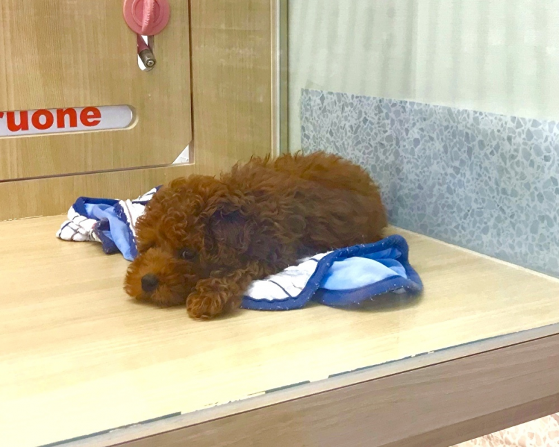 子犬は一日の大半は寝ている | トイ・プードル （119251） - 梅島店