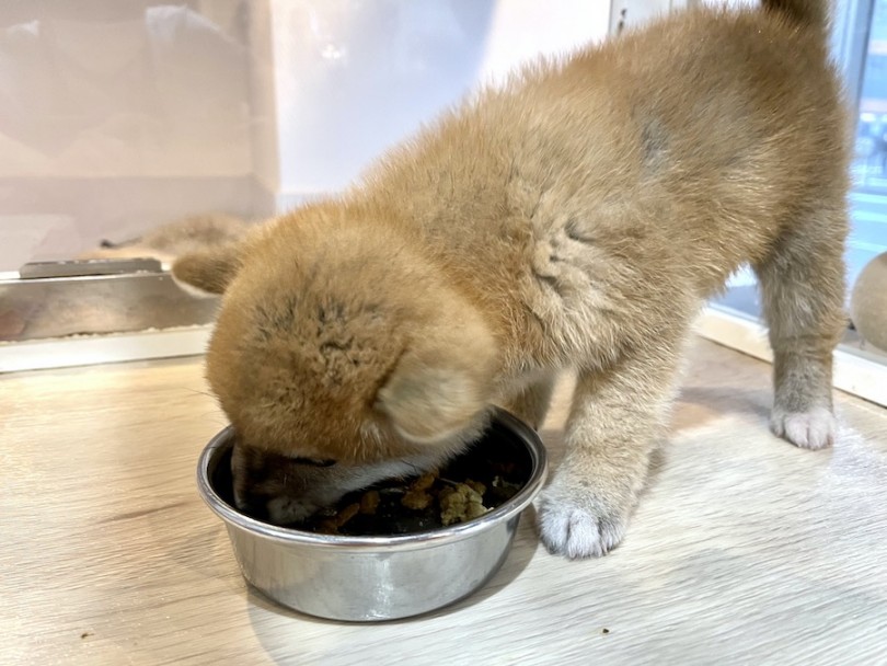 お待ちかねのご飯タイム | 柴犬 （11798） - 横浜 白楽店