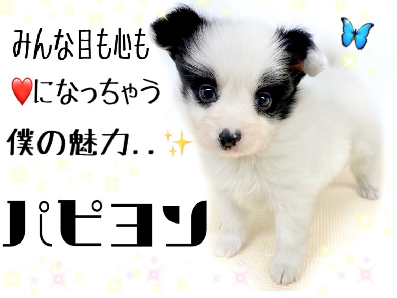 【 パピヨン 】実は賢く運動神経が良い犬種！ホワイト＆ブラックの男の子