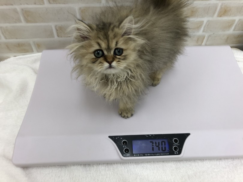 11/25現在では「740g」とまだまだ見た目は小さい | ペルシャ （713752） - 鶴見店