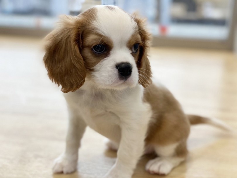 可愛らしい容姿と、穏やかで愛情深い性格から『理想の家庭犬』として知られる人気のわんこ | キャバリア・キングチャールズ・スパニエル （311978） - 港北ニュータウン店