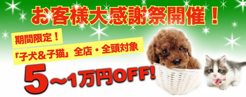 【 お客様大感謝際 】全店・全頭対象5~1万OFF！