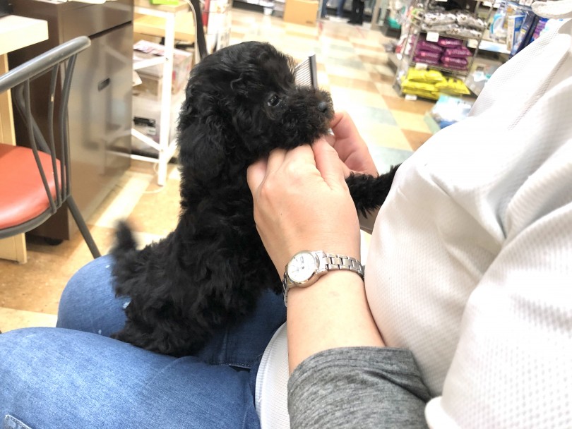 かわいらしいお顔をブラッシング中です♪ | トイ・プードル （118508） - 城山店