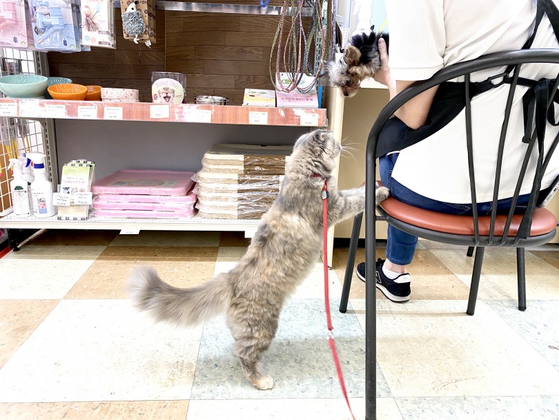 ワンちゃん大好き、フレンドリーな性格 | スコティッシュフォールド （118454） - 城山店