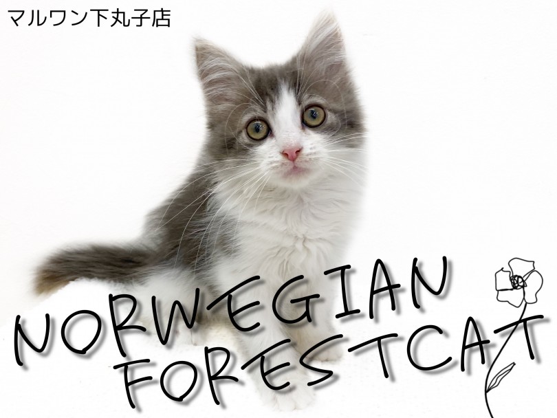 【 ノルウェージャンフォレストキャット 】美人すぎるゴージャス猫にメロメロ！
