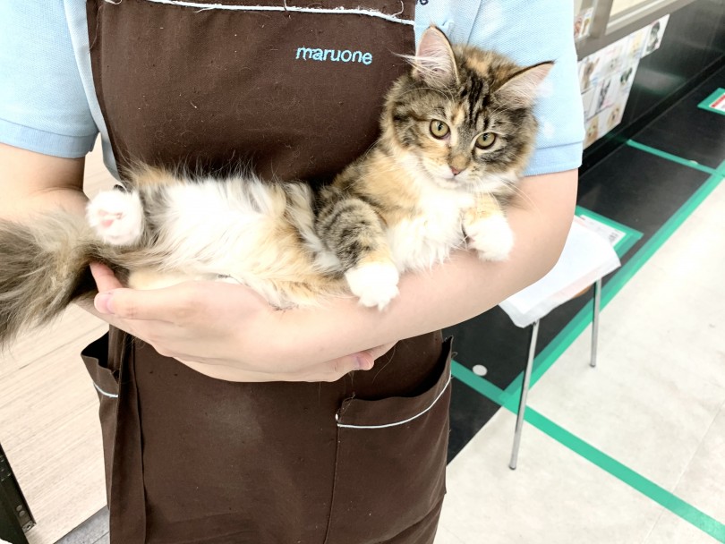 来るもの拒まず、全てを受け入れる系の甘えん坊 | メインクーン （014334） - 東日暮里店
